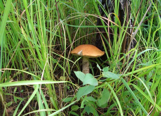 Подмосковье, от Москвы километра три. Вот такой красивый и большой (диаметр шляпки 19 см.!) гриб повезло найти в совершенно неожиданном месте.