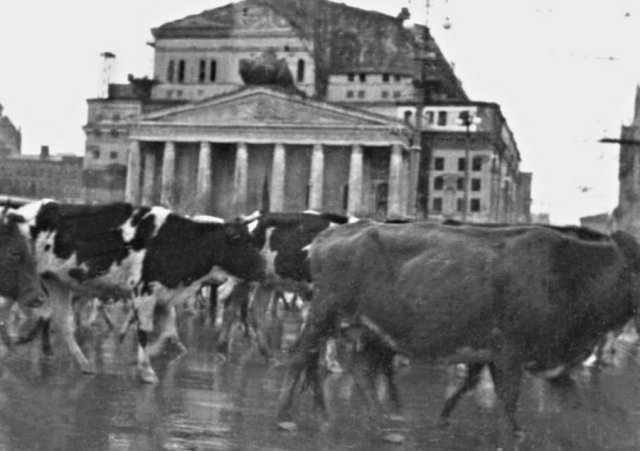 Эвакуация скота через Москву. Осень 1941 года.