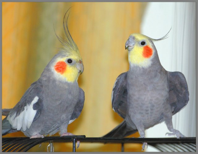 Корелла самые красивые попугаи фото.