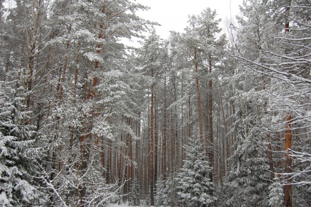 Зимний лес!