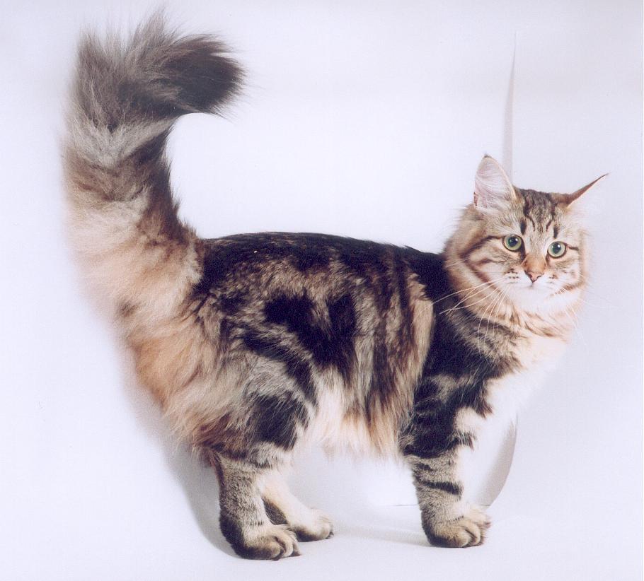 На хвосте каждой кошки. Сибирская кошка мраморный окрас. Американский длинношерстный рингтейл. Хвост кошки. Кот с поднятым хвостом.