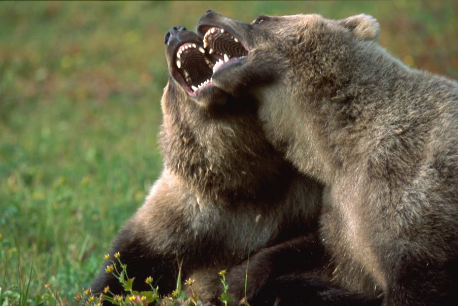 Я пою медведь. Медведь поет. Добрый медведь. Медведь облизывается. Медведь облизывает.