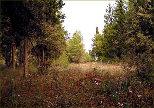 В заповедном и дремучем.