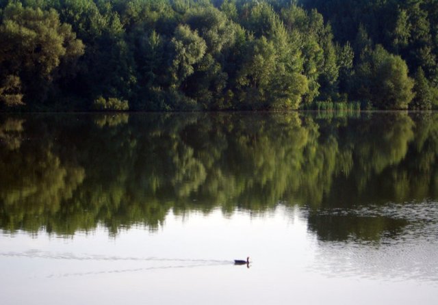 Утка на водах